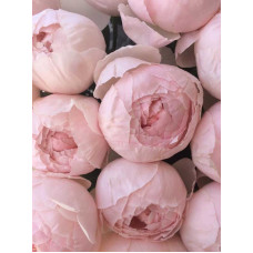 Троянда англійська Піоні Пінк (Peony Pink) 