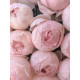 Роза английская Пиони Пинк (Peony Pink) 