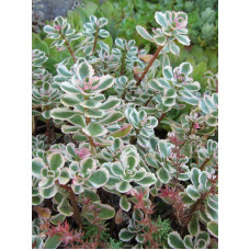 Седум Spurium