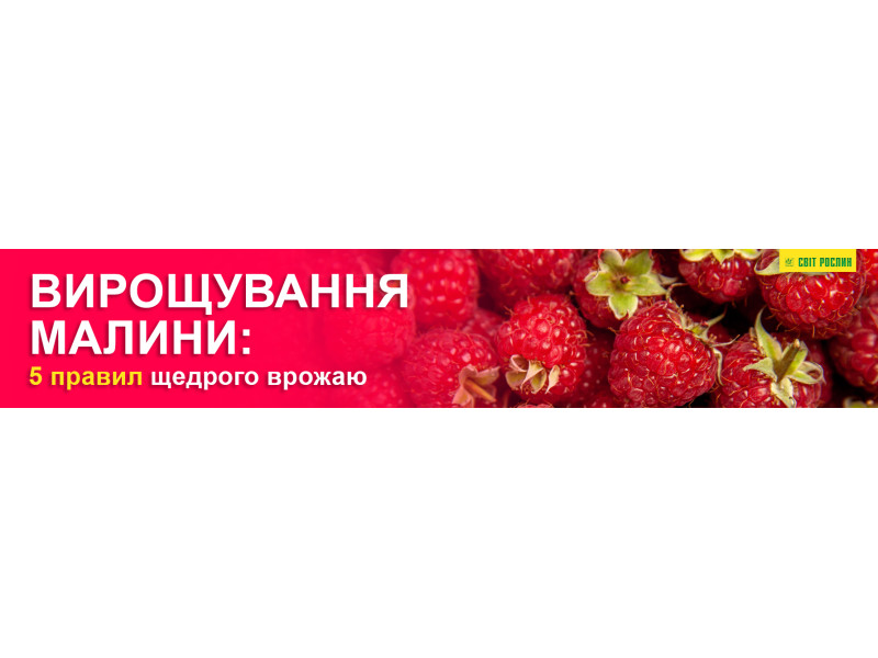 Вирощування малини: 5 правил щедрого врожаю
