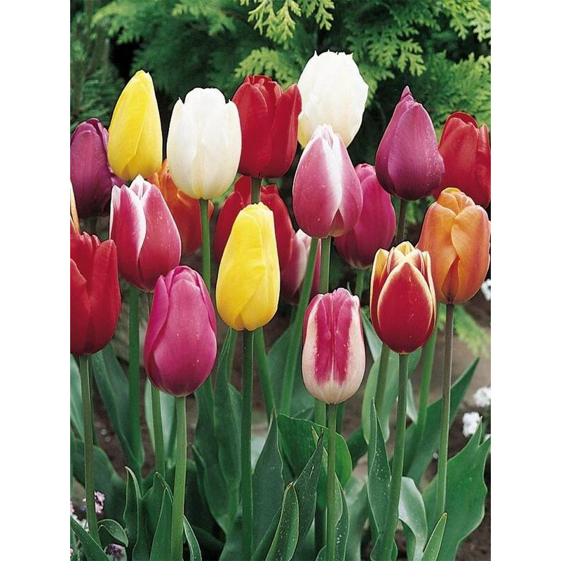 Тюльпан Tulipa Mix ботанічний