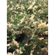 Ялівець горизонтальний Андорра Варієгата (Andorra Variegata) P9