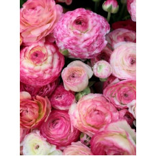 Лютик Aviv Picotee roze 6/7