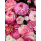 Лютик Aviv Picotee roze 6/7