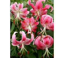 Лілія Speciosum Rubrum Тигрова Звисаюча