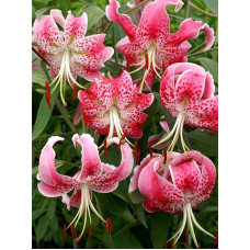 Лілія Speciosum Rubrum Тигрова Звисаюча