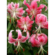 Лилия Speciosum Rubrum Тигровая Свисающая