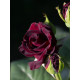 Роза на штамбе Блек Баккара (Black Baccara) высота 1,4-1,6 м