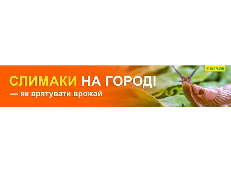 Слимаки на городі — як врятувати врожай
