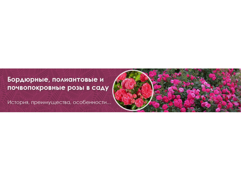Бордюрні, поліантові й ґрунтопокривні троянди в саду