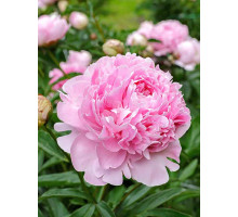 Півонія Трав’яниста Sarah Bernhardt Select 2/3 (1 шт)