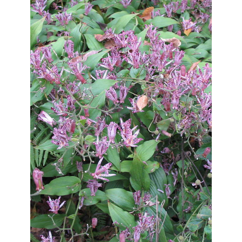 Трициртіс Purple Spotted (Перпл Спотед) (1 шт)