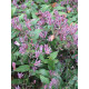 Трициртіс Purple Spotted (Перпл Спотед) (1 шт)