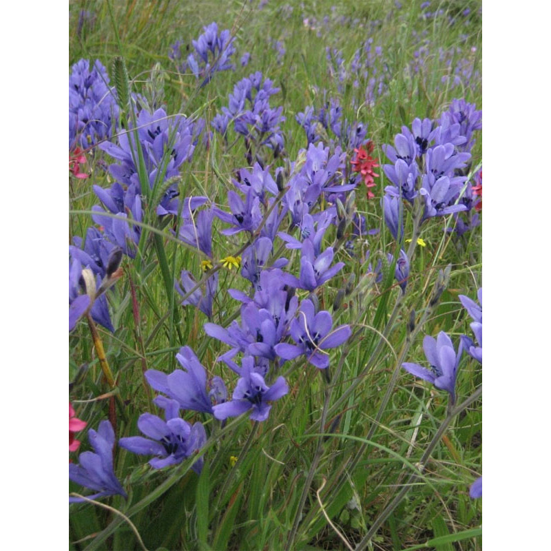 Бабіана Stricta Mixed 5/6