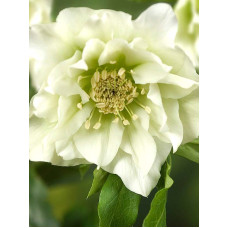 Хелеборус Double Hybrids White Promise