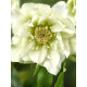 Хелеборус Double Hybrids White Promise