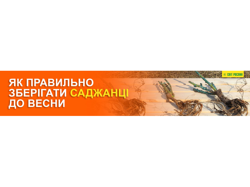 Не встигли посадити? Що робити із саджанцями, якщо раптово вдарили морози