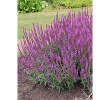 Шавлія дібровна Аметист (Amethyst) P9