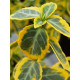 Бересклет форчуна Emerald Gold C1