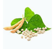 Насіння квасолі