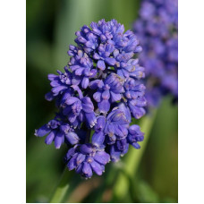Мускарі Blue Spike 7/8