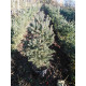 Ялина біла (Picea glauca) С7,5