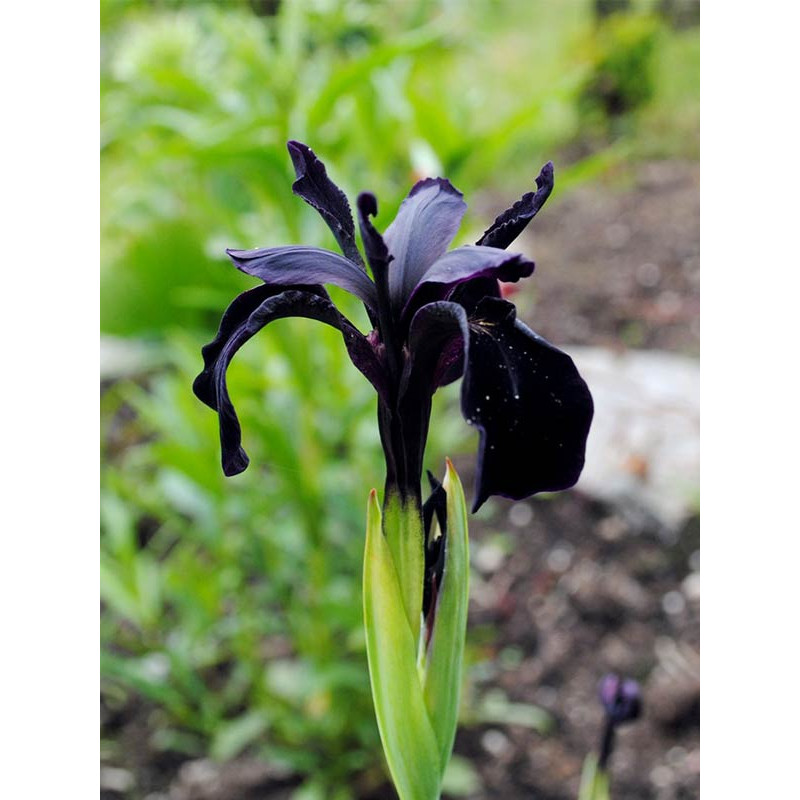 Ірис Black Form