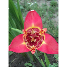 Тигридія Speciosa (Спеціоза) 5/7