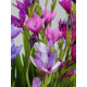 Бабіана Stricta 4/5
