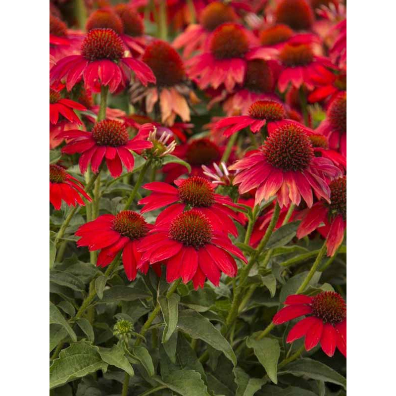 Ехінацея Purpurea Red (Пурпурна Ред) (1 шт)