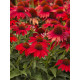 Ехінацея Purpurea Red (Пурпурна Ред) (1 шт)