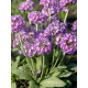 Примула Denticulata lilac