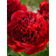 Півонія трав'яниста Red Charm (Ред Шарм) 2/3 (1 шт)