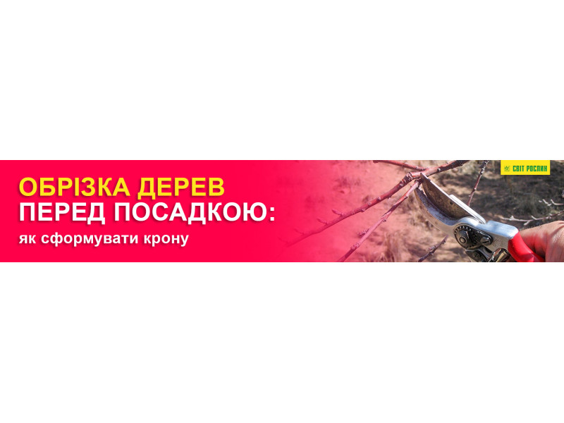 Обрізка дерев перед посадкою: як сформувати крону