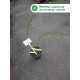 Пухироплідник Літл Гріні (Little Greeny) С2
