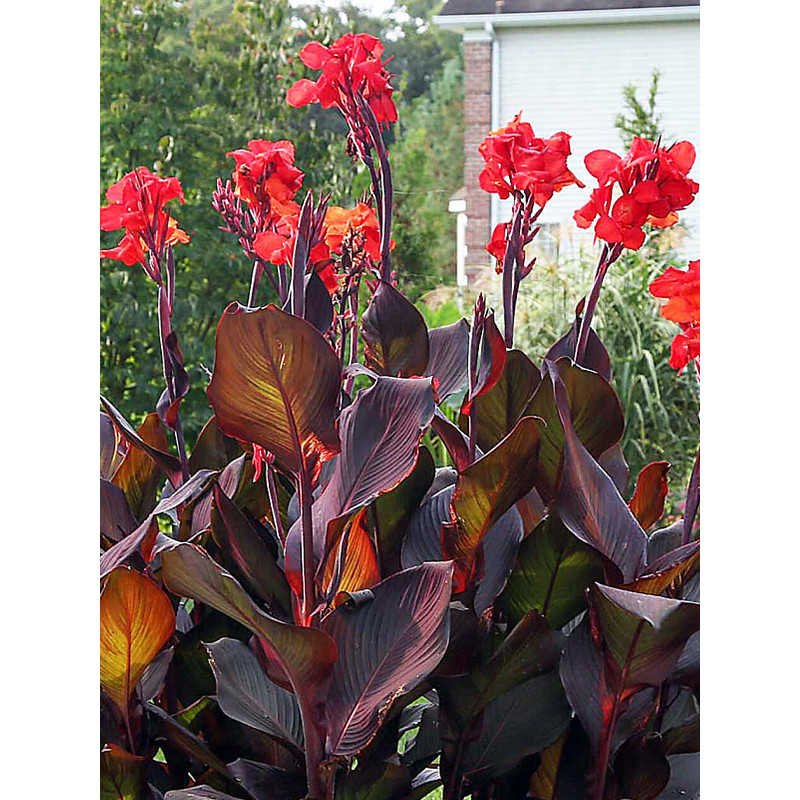 Канна Red Stripe