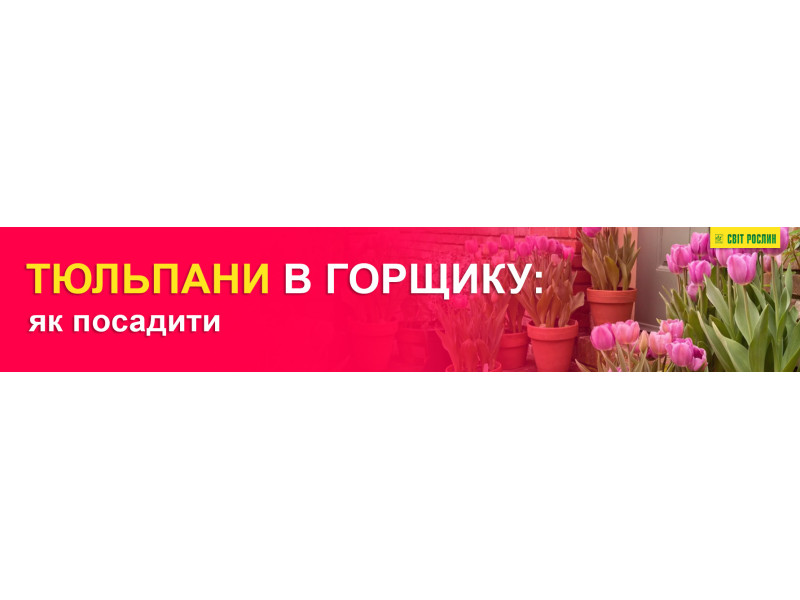 Тюльпани в горщику: як посадити