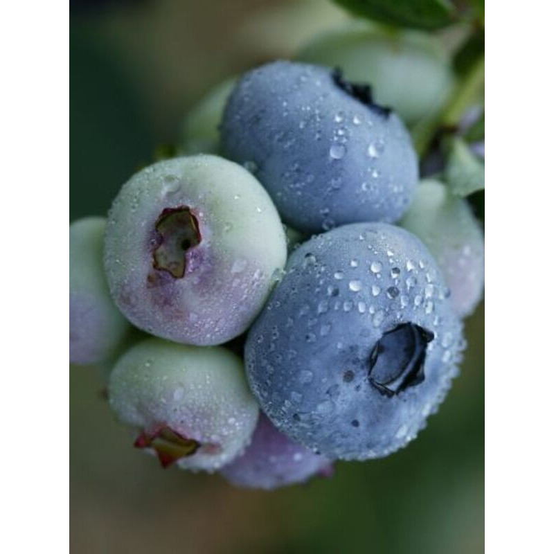  Лохина Чандлер середньопізня 3 роки 3 л