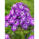 Флокс багаторічний Laura