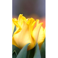 Тюльпан Хвилястий Yellow Crown