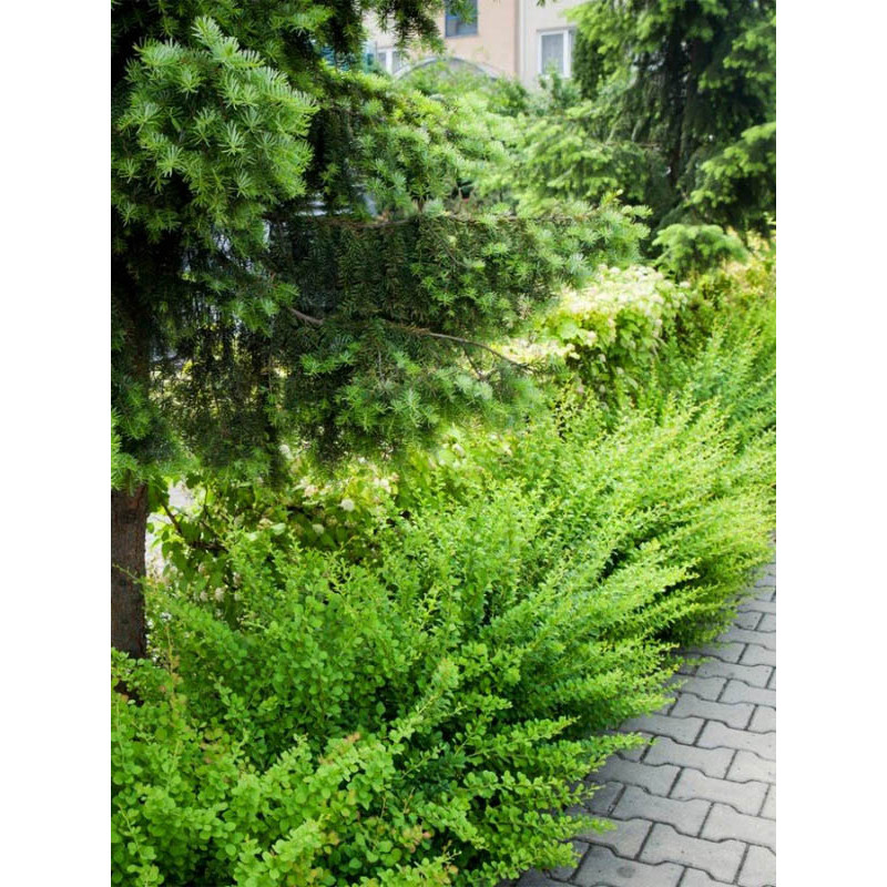 Барбарис Тунберга Грін Карпет (Green Carpet) С2