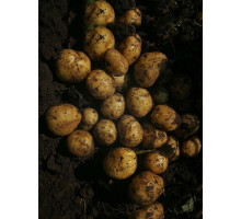 Насіннєва картопля Сенсейшн 1 репродукція ультрарання 2,5 кг