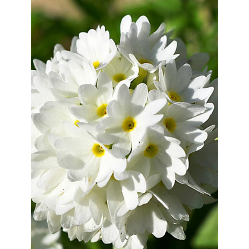 Примула Denticulata alba