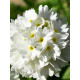 Примула Denticulata alba