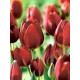 Тюльпан Wallflower мультифлора
