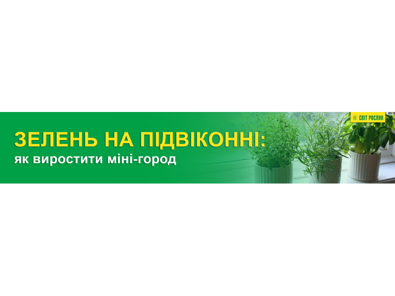 Зелень на підвіконні: як виростити міні-город