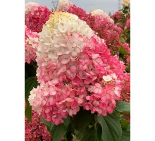 Гортензія Строберрі Блоссом (StrawberryBlossom) волотиста С2