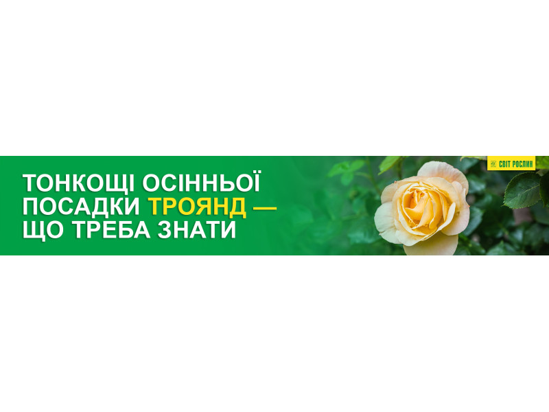 Тонкощі осінньої посадки троянд — що треба знати