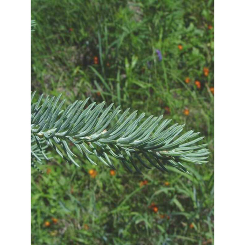 Ялина біла (Picea glauca) С7,5