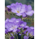 Фрезія проста Purple 5/6